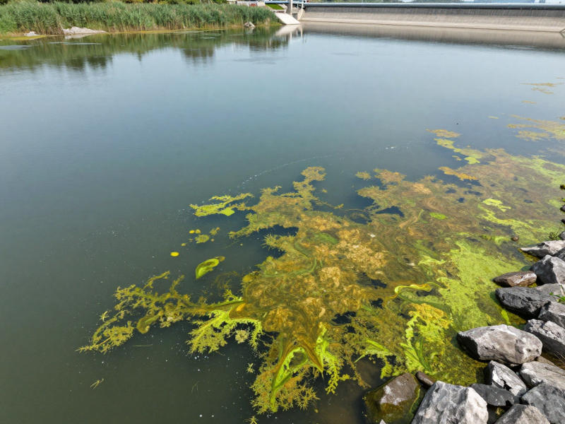 葉綠素a超標導致的水體水華現(xiàn)象 葉綠素a超標導致的水體水華現(xiàn)象